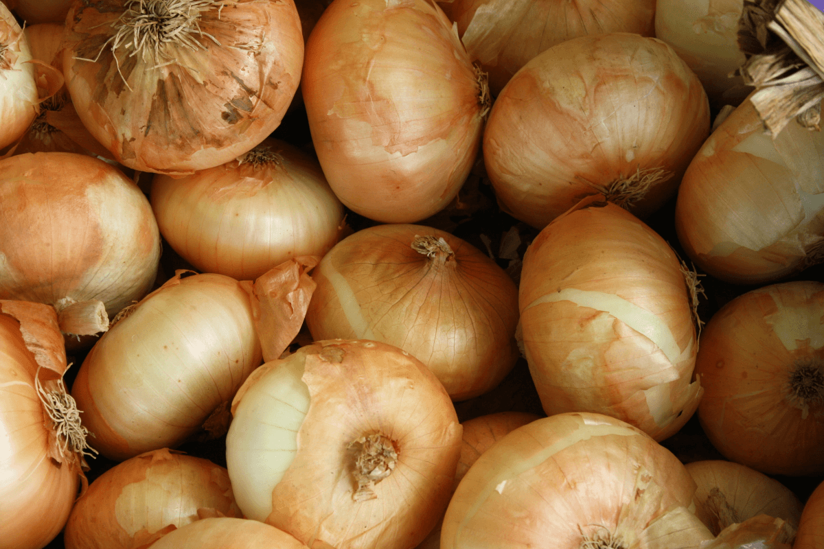 tipos de cebolla