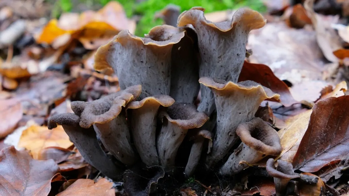 Trompeta de la muerte.