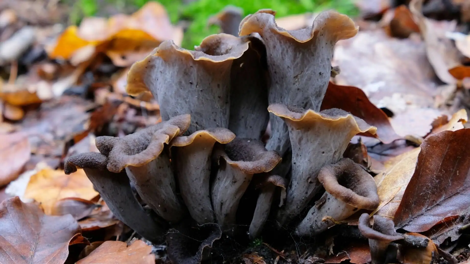 Trompette de la mort.