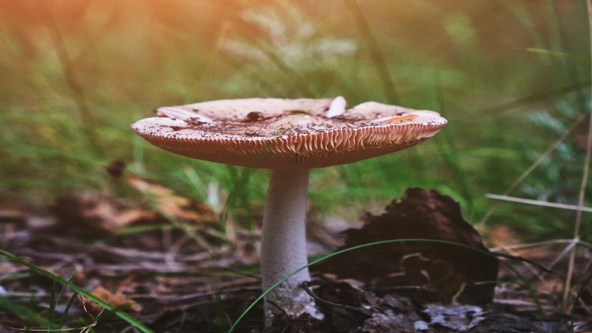 Seta de paraguas o parasol.