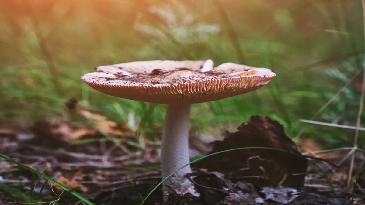 Seta de paraguas o parasol.