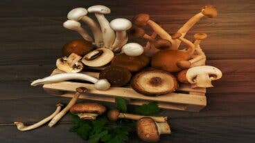 13 setas comestibles + guía para identificarlas y cocinarlas en casa