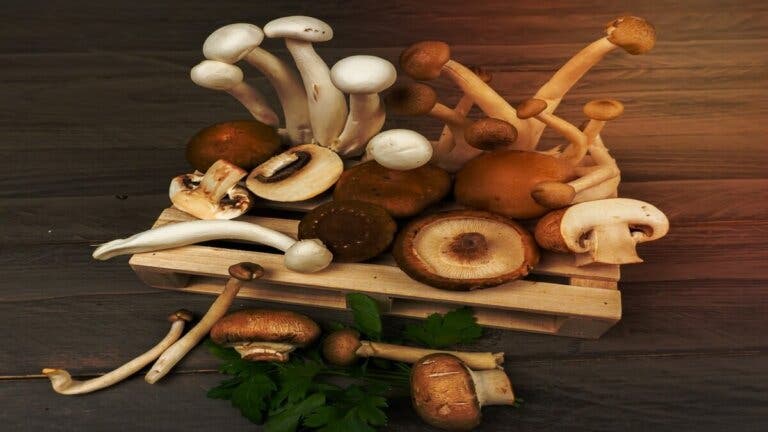 13 setas comestibles + guía para identificarlas y cocinarlas en casa