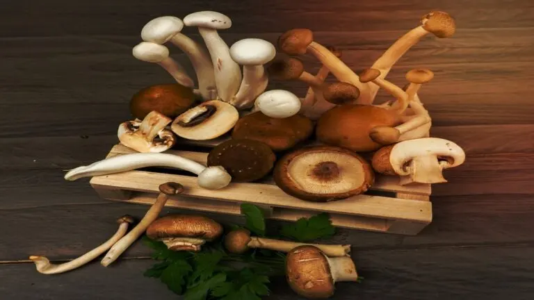 13 setas comestibles + guía para identificarlas y cocinarlas en casa