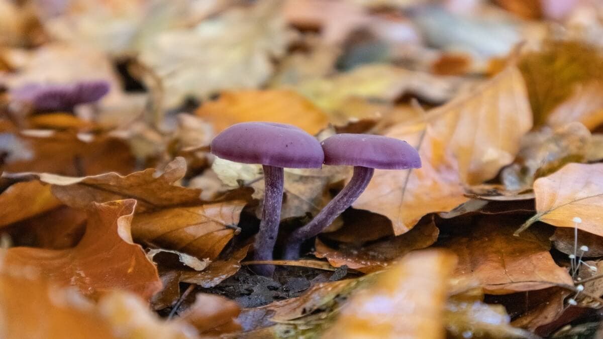 Seta de pie violeta.