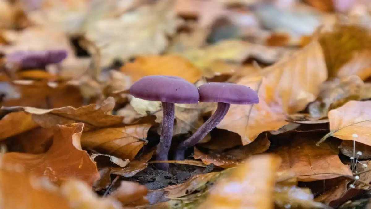 Seta de pie violeta.