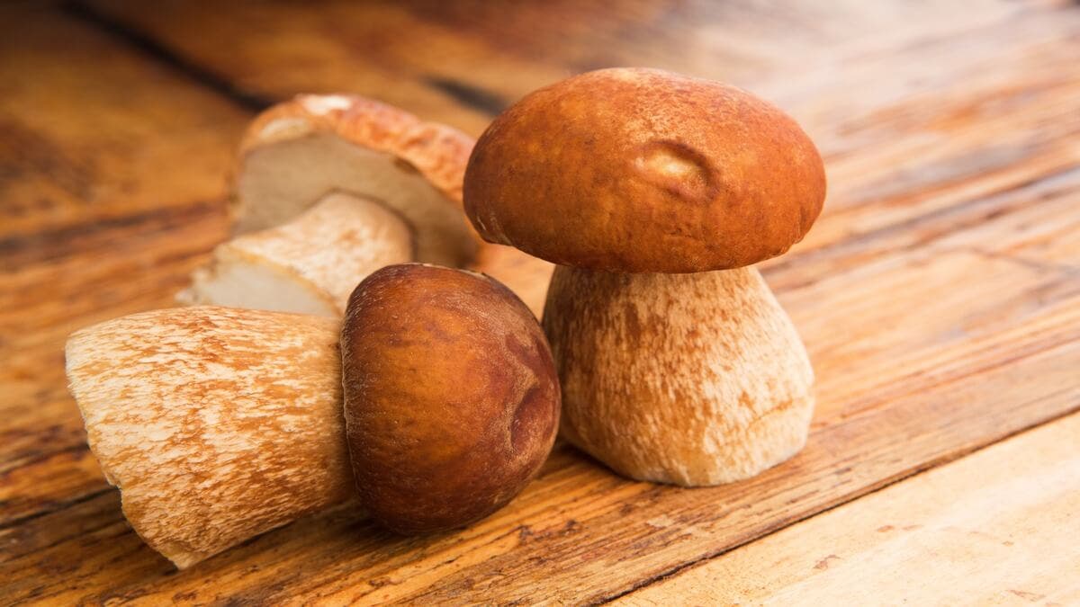 Setas comestibles: boletus.