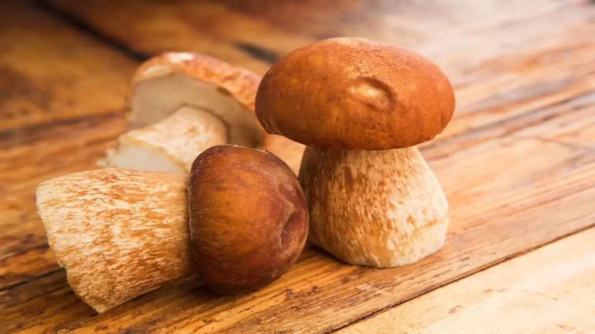 Setas comestibles: boletus.
