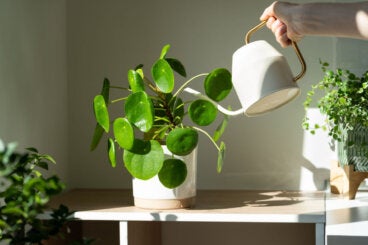 Pilea peperomioides, guía completa de la planta del dinero china