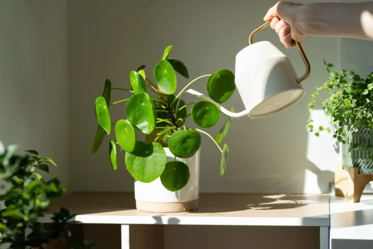 Pilea peperomioides, guía completa de la planta del dinero china