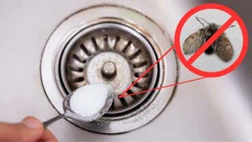 10 trucos caseros para eliminar las moscas de la humedad de tu hogar