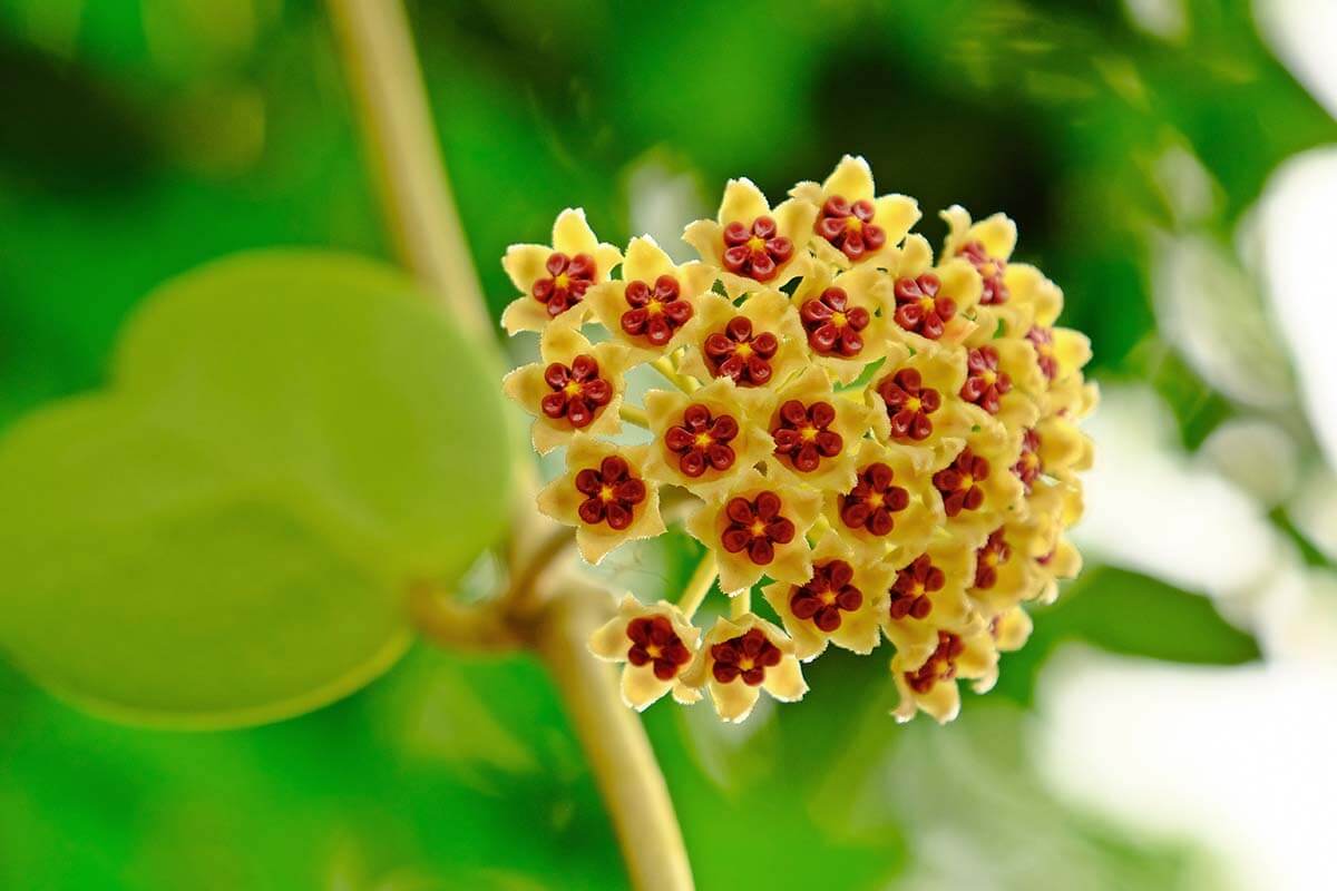 Flores de Hoya kerrii o planta corazón. 