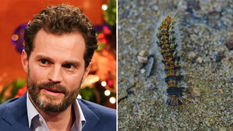 Jamie Dornan fue hospitalizado por culpa de una oruga tóxica: ¿qué síntomas tuvo?
