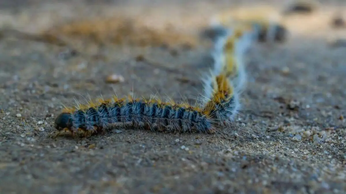 Thaumetopoea pityocampa o procesionaria del pino.