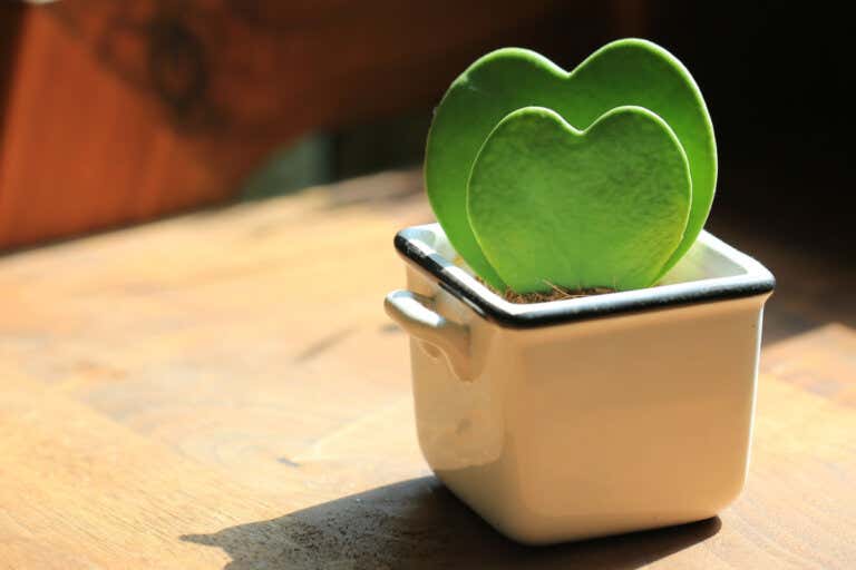 «Hoya kerrii»: guía de cuidados para la planta corazón