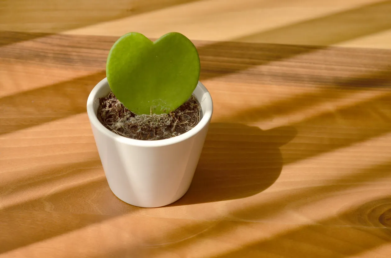 Planta hoya kerrii recibe luz.