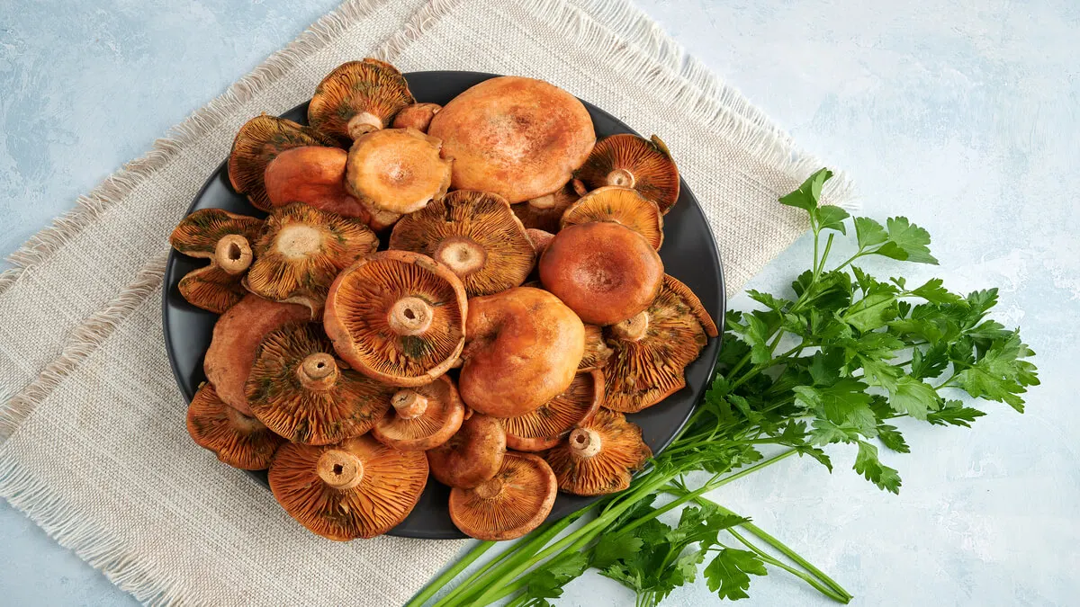 Los níscalos o rovellons son setas comestibles apreciadas.