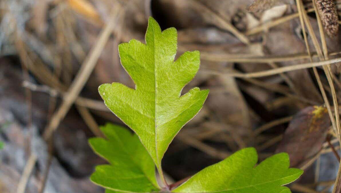 Toxicodendron pubescens.