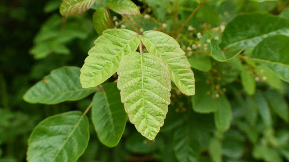 Toxicodendron diversilobum.