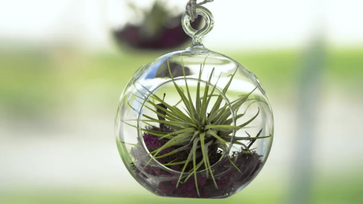 Clavel de aire en frasco.