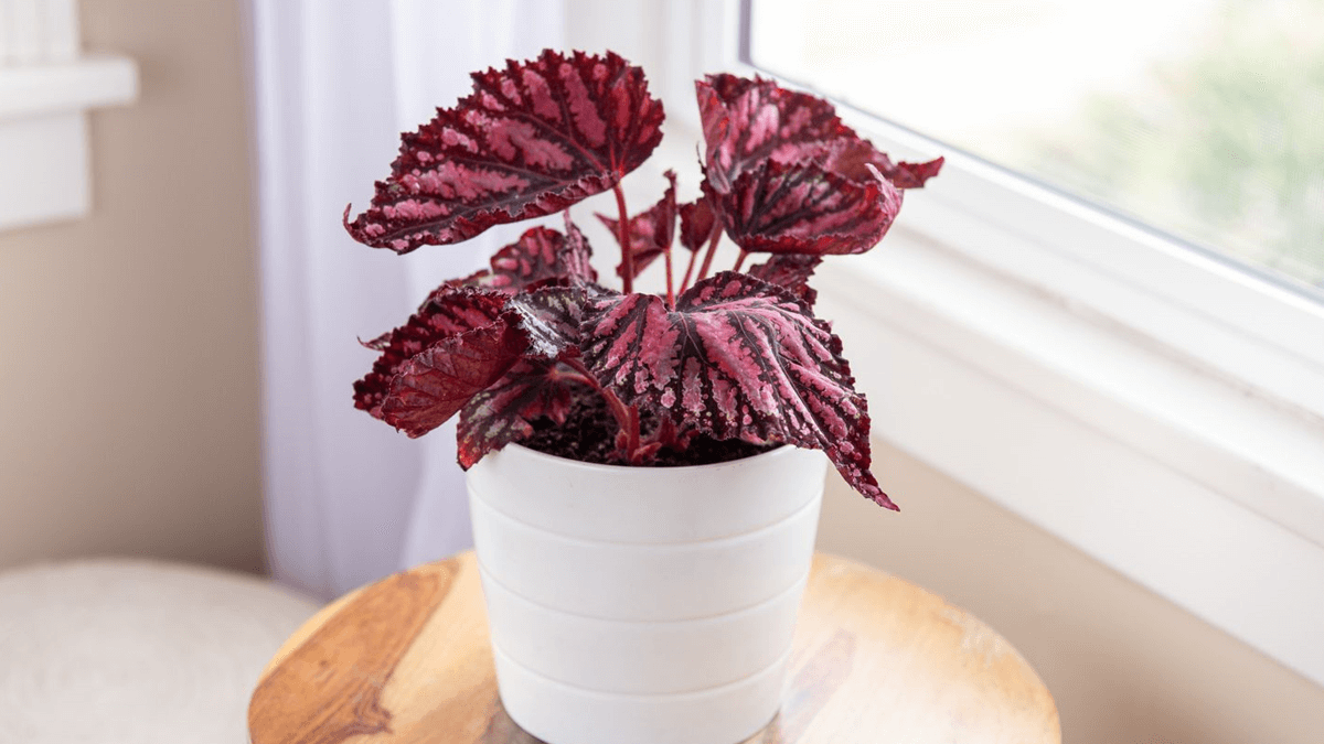 Begonia rex. Cuidado begonias. 