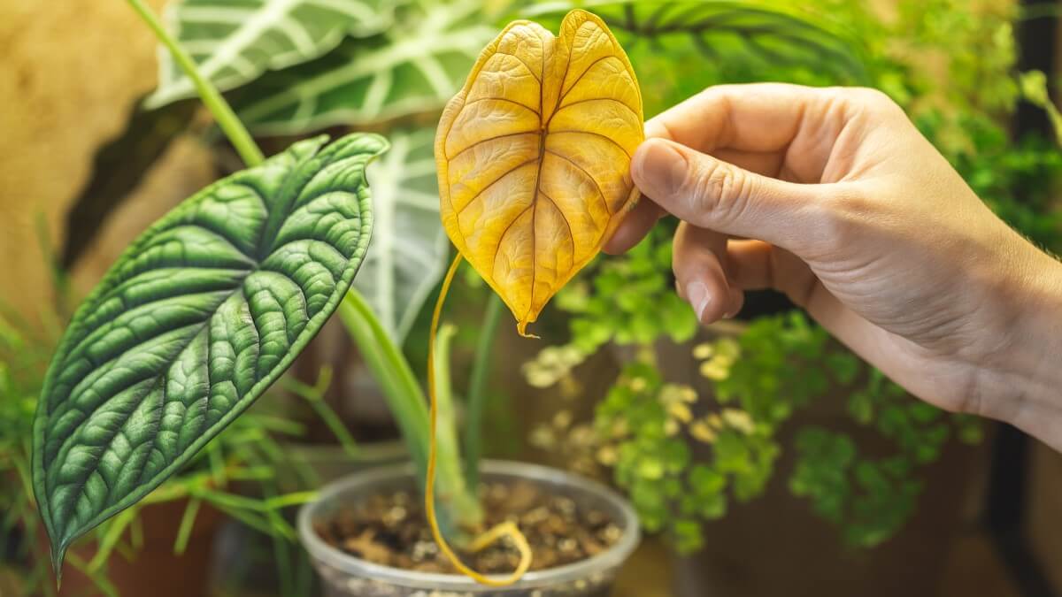 Hojas amarillas en plantas