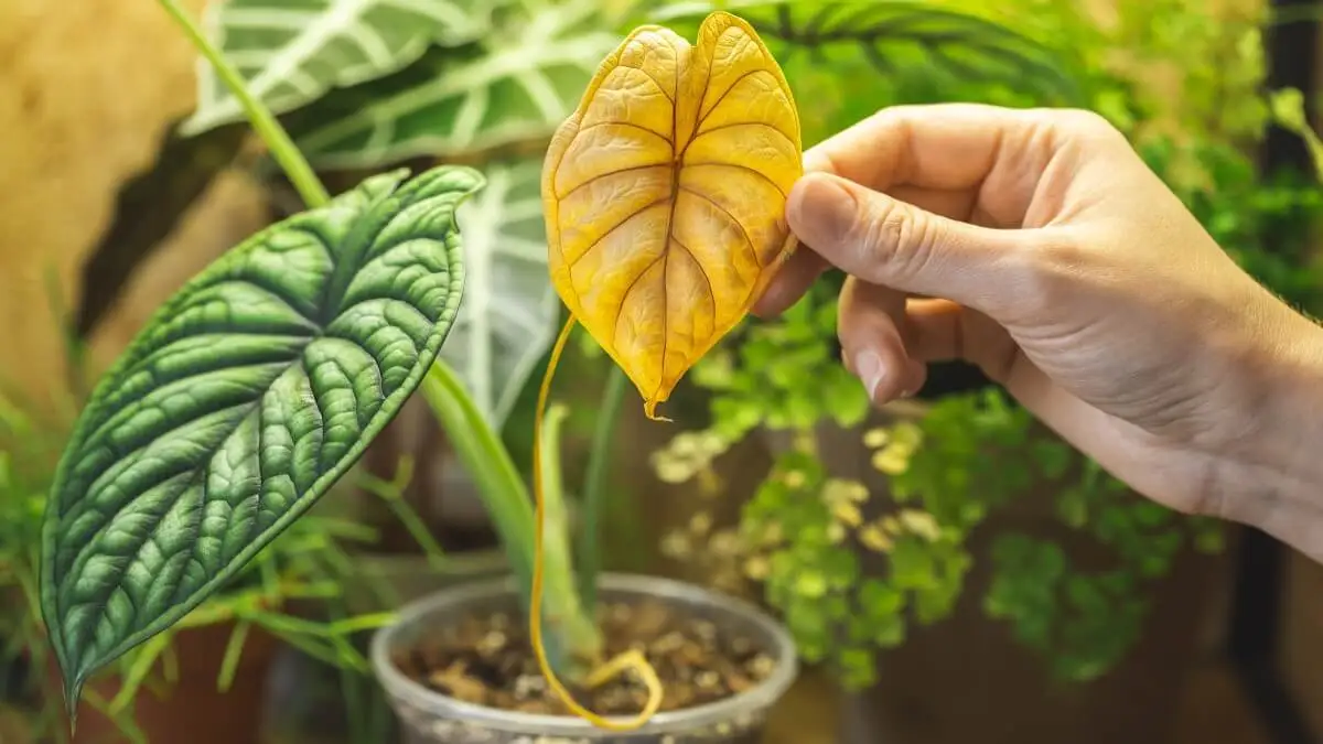Hojas amarillas en plantas
