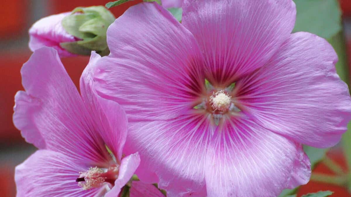 Alcea rosea es una planta que atrae mariposas a los jardines. 