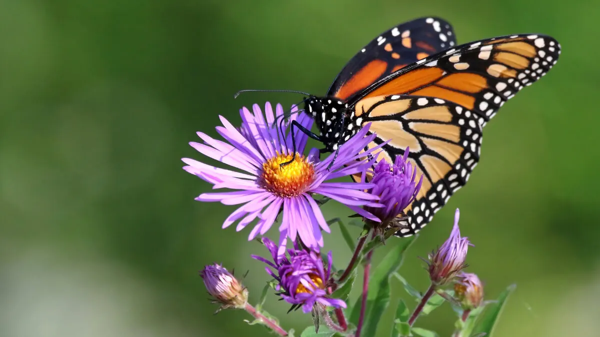 Áster con mariposa posada sobre ella.
