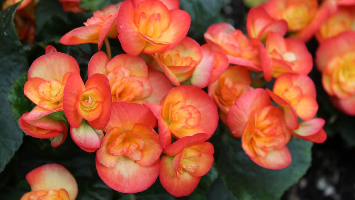 Begonia elatior.