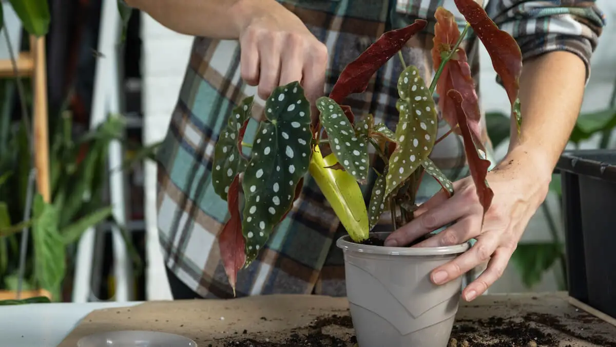 Wie pflege ich meine Begonien? Blühtipps und -tricks
