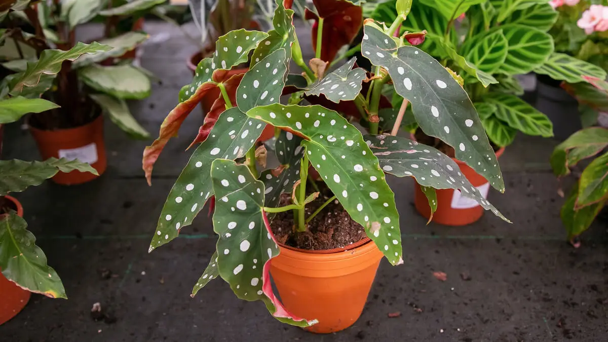 Begonia maculata. Begonii de îngrijire.