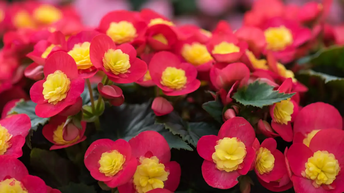 Begonia valentino. Begonii de îngrijire.