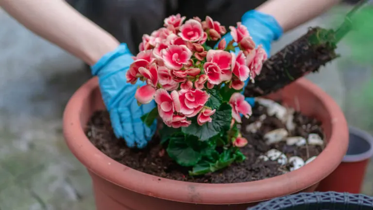 ¿Cómo cuidar las begonias? Consejos y trucos para su floración
