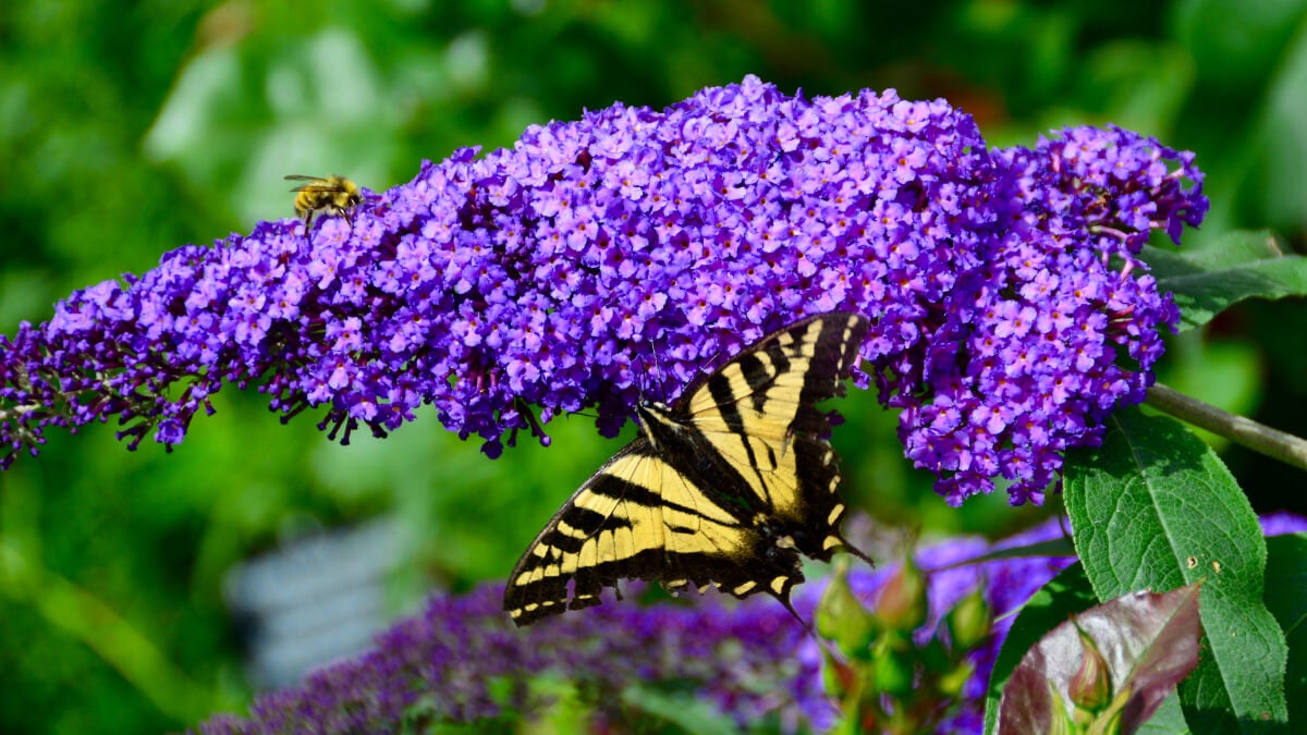 Arbusto de mariposas. 