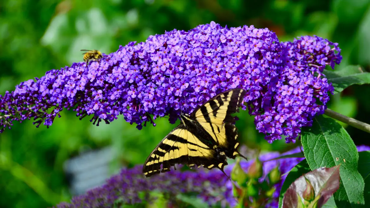 Arbusto de mariposas.