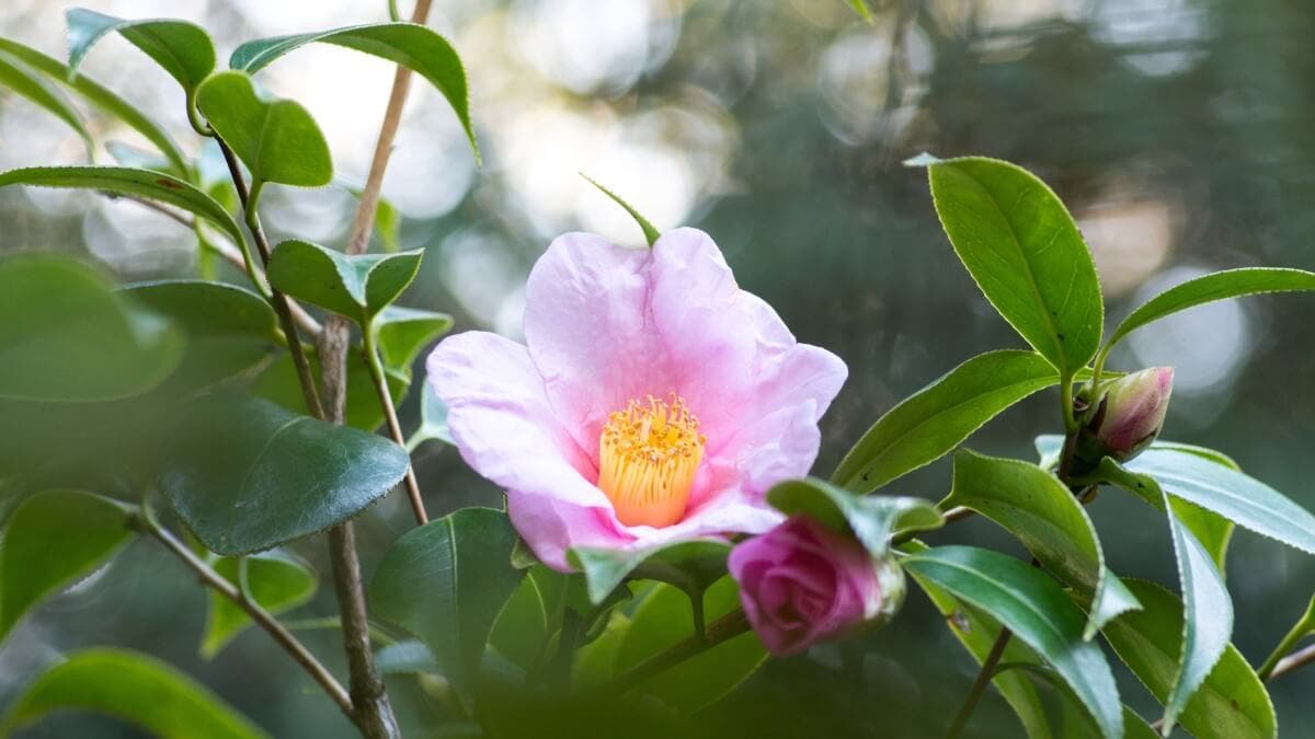 Camelia simple. Cómo cuidar las camelias.
