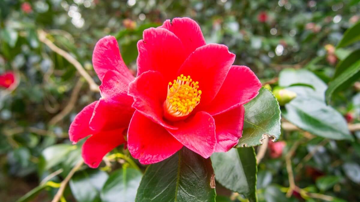 Cómo cuidar camelias: japónica