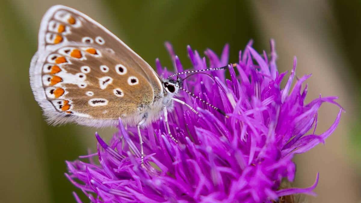17 Pflanzen, die Schmetterlinge in deinen Garten locken
