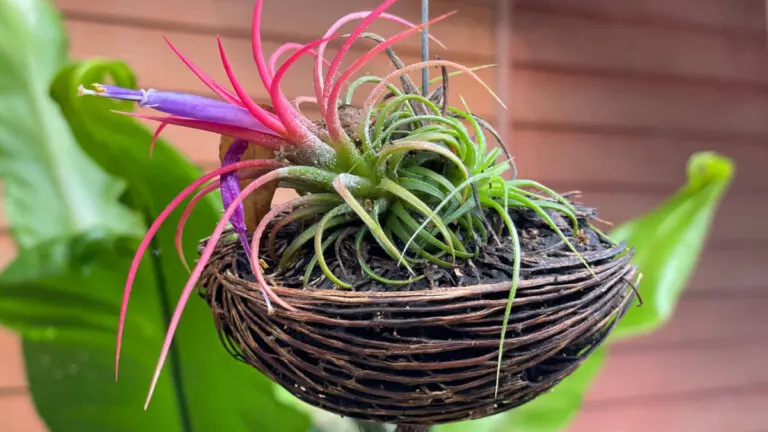 Claveles del aire, todo lo que necesitas saber para cuidarlos