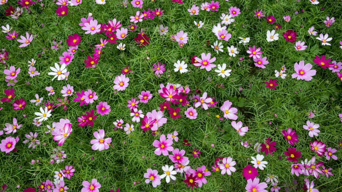 Cosmos anuales.