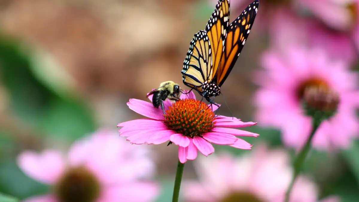 Echinacea purpurea.