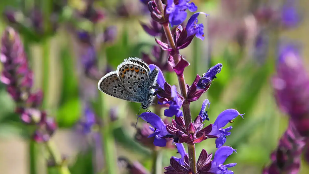 Las flores de la salvia atraen mariposas.