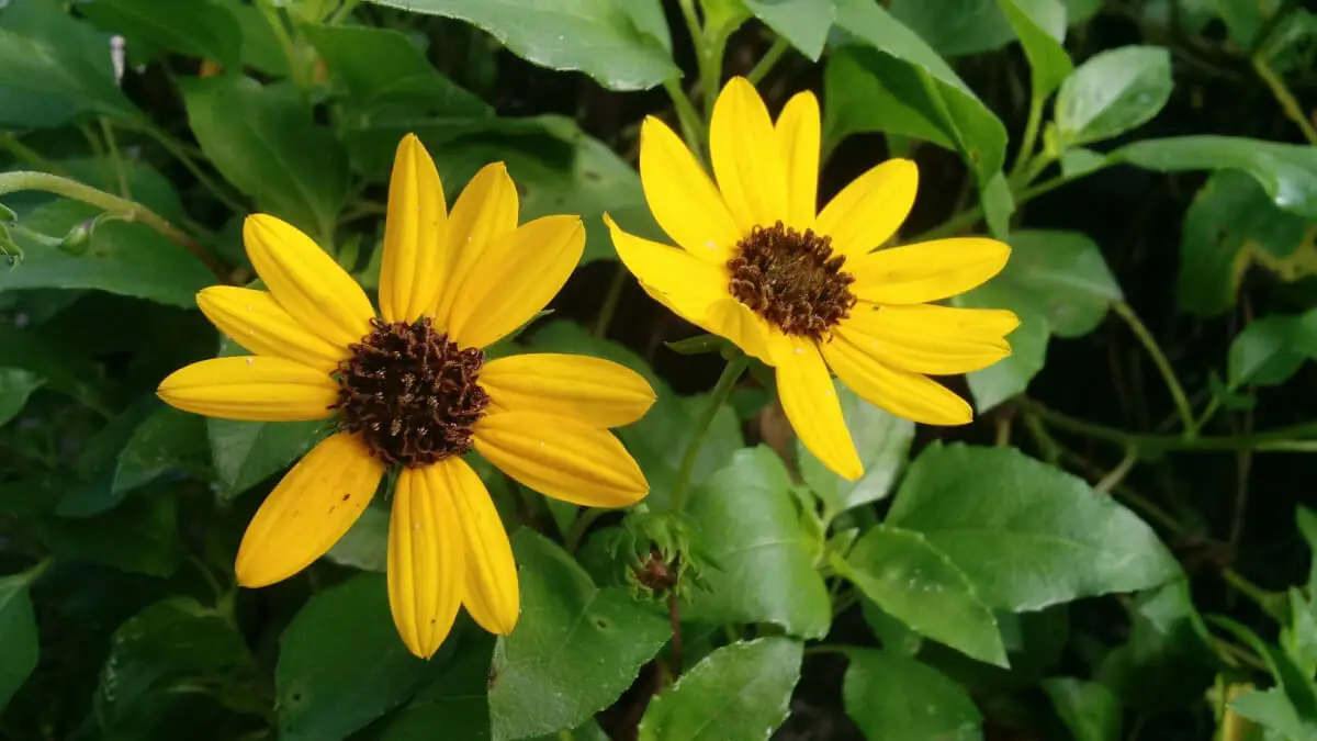 girasoli
