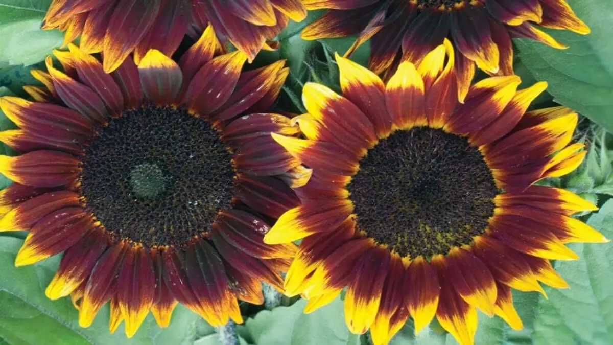 girasoli