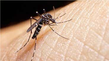 Una erección de 18 horas como un síntoma por dengue, ¿cómo fue tratada?