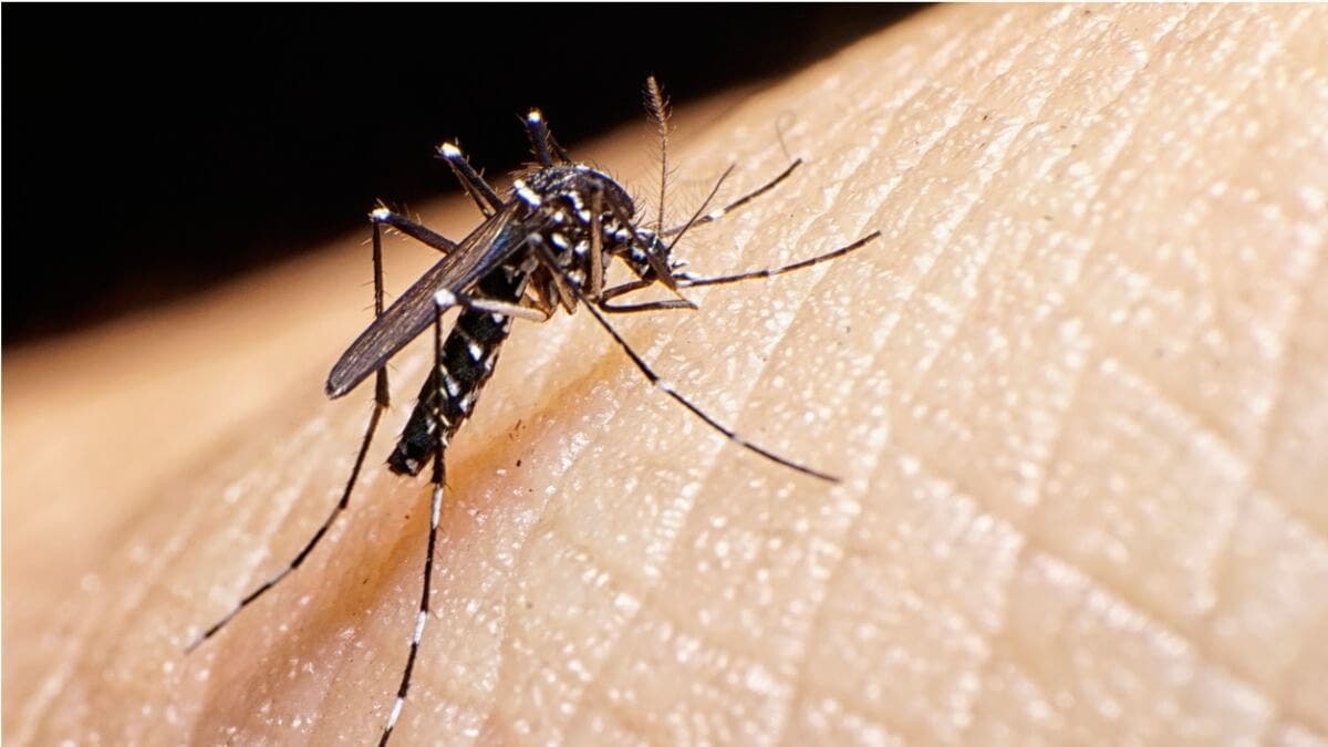 Una erección de 18 horas como un síntoma por dengue, ¿cómo fue tratado?