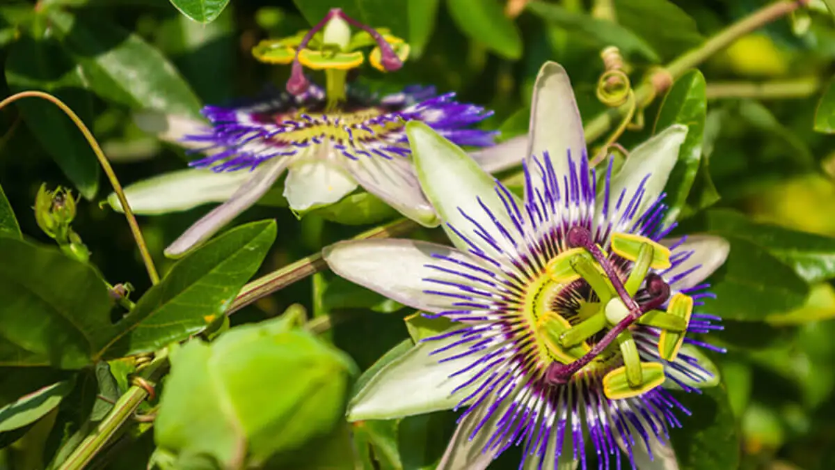 Passiflora caerulea.