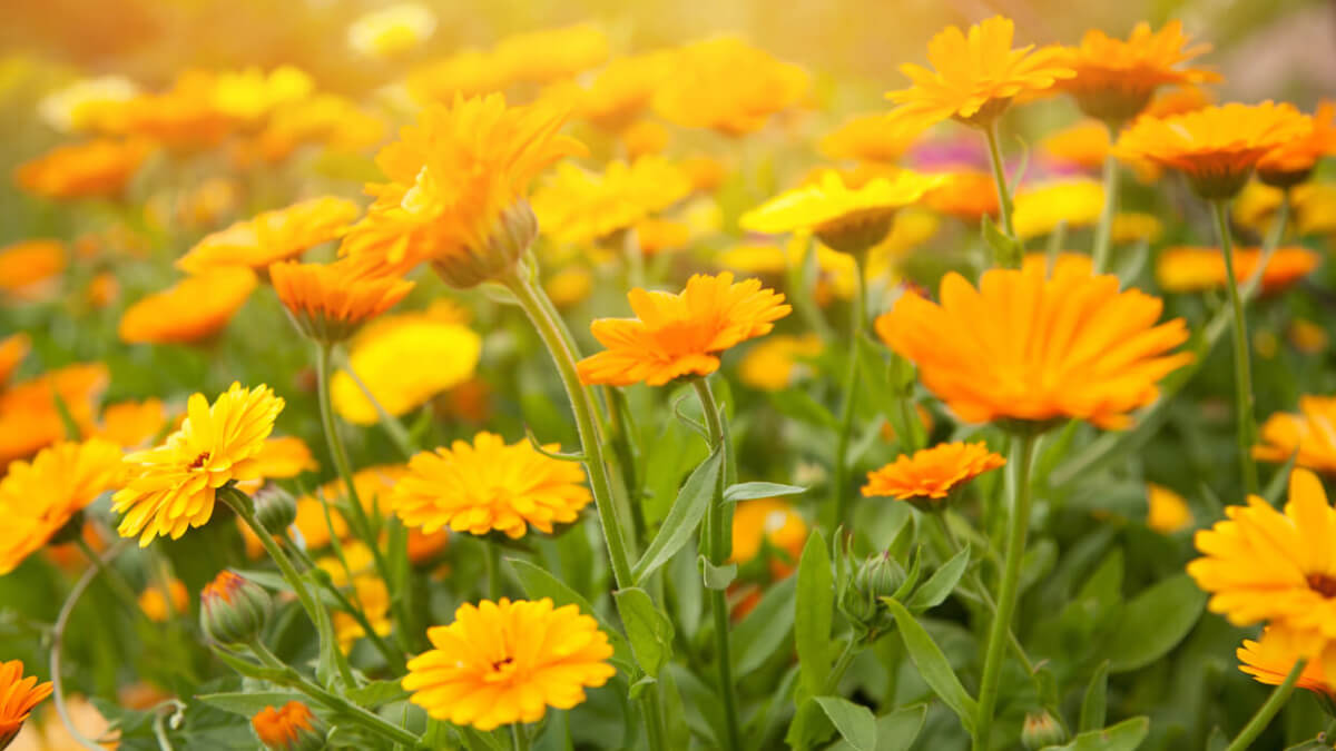 La caléndula atrae las mariposas a los jardines. 