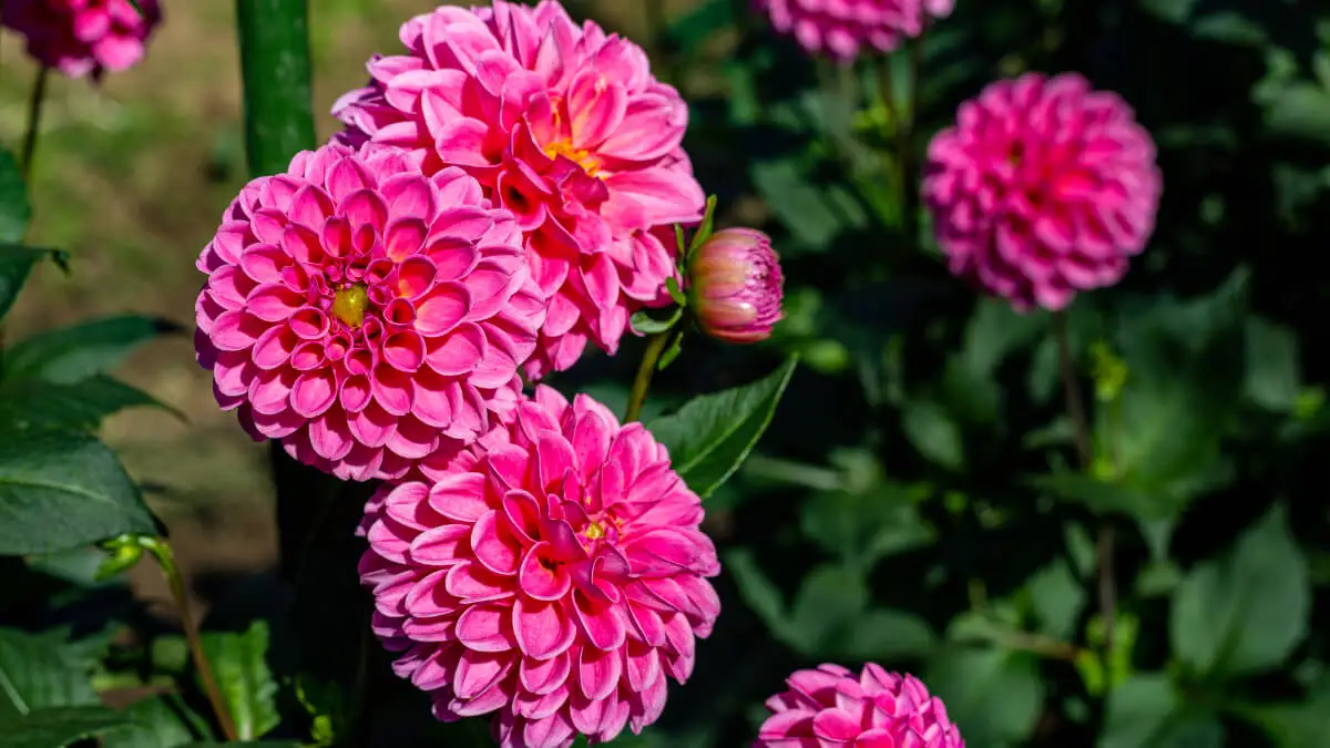 Dalias en un jardín.